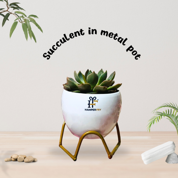 Laxmi Kamal Succulent in Metal Pot